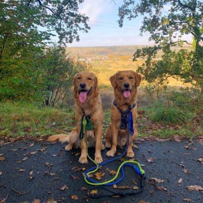 Canine critics dogs reviewing holidays travel