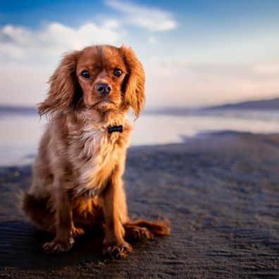 Dog Beach Staycation