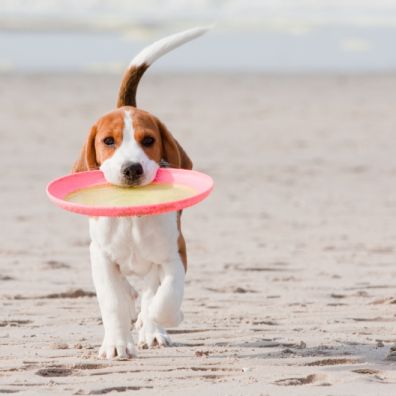 Dog friendly beaches UK travel