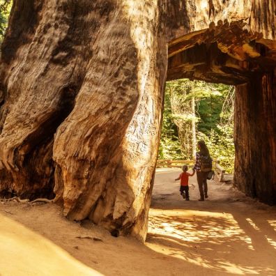 Family Travel News in Yosemite This Summer Holidays