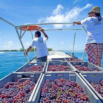 Foodie Travel Eight must-visit vineyards and wineries Vin de Tahiti