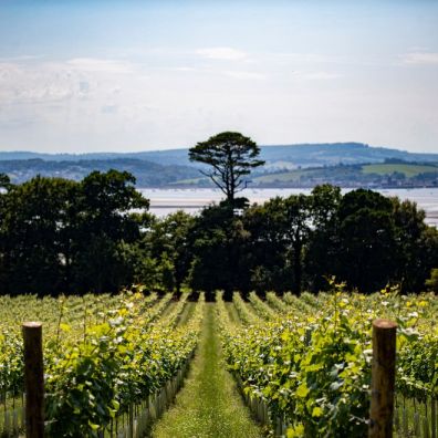 Lympstone Manor vineyards estuary view travel holidays