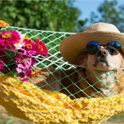 National dog day Top tips for a dog-friendly holiday