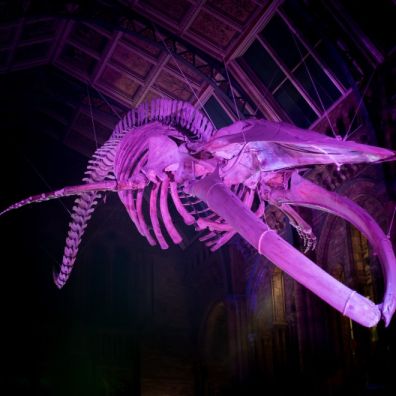 October half-term holiday  events at the Natural History Museum London travel