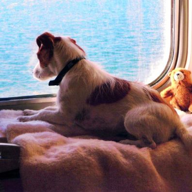 Pet friendly cabin Brittany Ferries Are pets the paw-fect travel companions? 