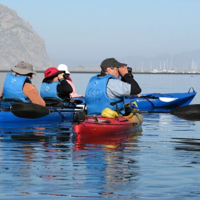 SLO CAL Morro Bay 8 sustainable wildlife experiences for intrepid travellers