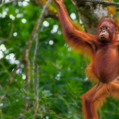 Sepilok Orang Utan Centre Shangri-La Rasa Ria