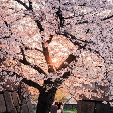 Study Reveals the Best Destinations to View Cherry Blossom Season in the UK travel holidays