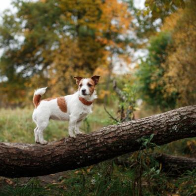 Dog Friendly Staycations: The Top 3 Dog Walks in the United Kingdom