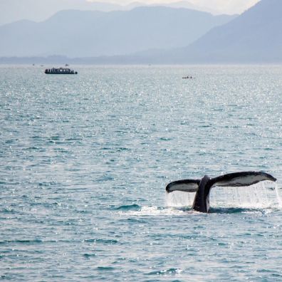 The UK’s Best On-The-Water Wildlife Travel Experiences