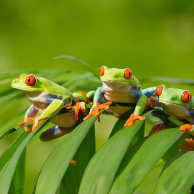 Frogs on plant leaf