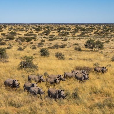Tswalu Introduces Rhino Conservation Travel Experience holiday South Africa