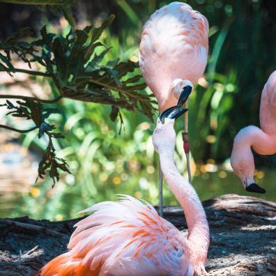 San Diego Zoo Safari Park: Timings and Tickets
