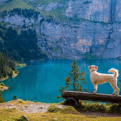 Want to take your dog on holiday? Here’s everything you should consider before you do travel