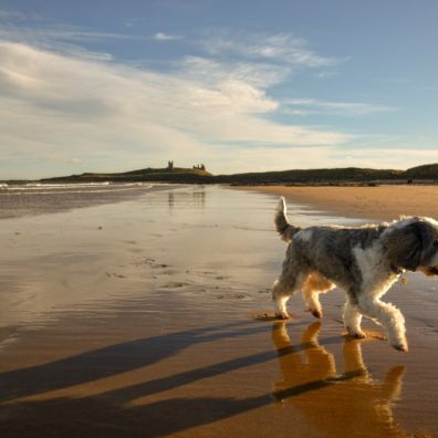 Where are the UKs most instagrammable dog friendly beach holidays travel