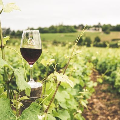 Wine glass France wine tasting experience travel