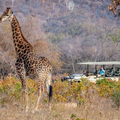 World Animal Day with Lepogo Lodges South Africa Travel