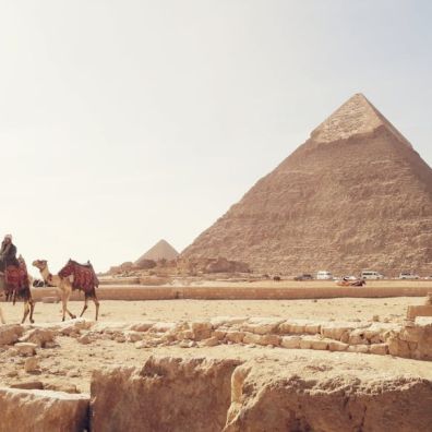 camels walking near pyramids in Egypt 