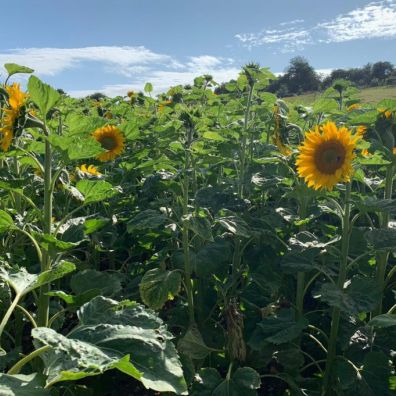 sunflowerfield sunflower picking south lakes travel